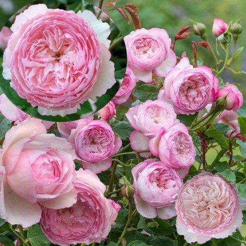 Rosa 'The Mill on the Floss' - Roos 'The Mill on the Floss' C3/3L